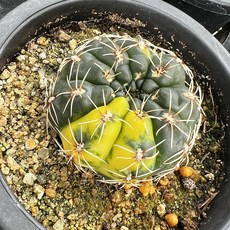 비화옥
