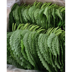 [국산]산지직송 깻잎 500g 깻잎전문농장 찹찹이 김치 무침 절임 장아찌 쌈 채소 깻입 순 추부 1박스 벌크 바라 파지 생 양념 간장 깻잎지 된장 요리, 1개