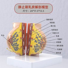 유방 해부 흉부 인체 실습 교구 모형 수업용 수유 간호사 교육 가슴 해부학 유선 병변 모델, 유방 휴지기 해부학(번호 있음), 1개, 1개