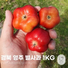 이브팜 산지직송 영주 정품 별사과 실속형, 중과(17-19과), 1박스, 1kg