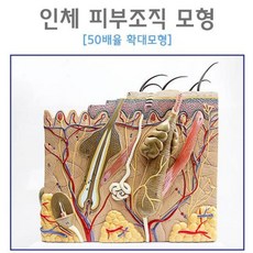 관절인체50