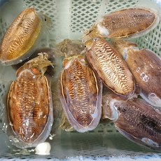 고흥 나로도 자연산 생물 갑오징어 1kg (대사이즈) 2-4미, 1개