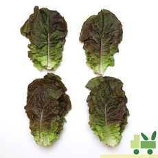 사라상회 적상추 500g, 1개