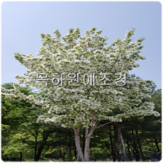 ccae4b08f836ff9842ef814ad0a10341da9933a3341d97d9d3a4355acd41.png