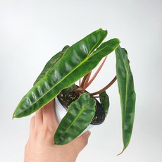 필로덴드론빌리에티에