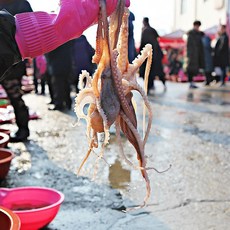 산지직송 무안 뻘낙지 10미 20미 산낙지 세발낙지 활 낙지 탕탕이