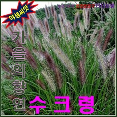 산약초씨앗/낭만초/질랑풀/녹생식물 / 수크령 5kg, 1개