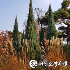 블루애로우 나무 묘목 키120cm 싸이프러스 서산조경마켓, 10개