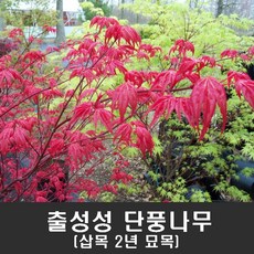 [새싹에서 나무까지] 출성성 단풍나무 삽목2년묘목_홍희단풍_단풍나무묘목