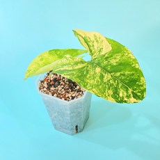 옐로우싱고니움