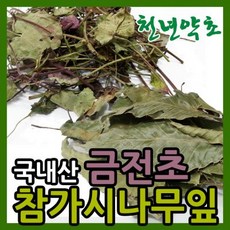 참가시나무