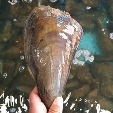 자연산 키조개 관자 200g, 1개