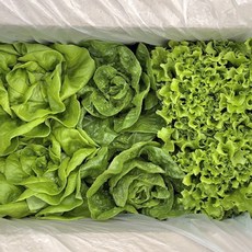 Fresh 전남 함평 무농약 친환경 유럽샐러드 상추 채소 유러피안 3종 1kg, 1개