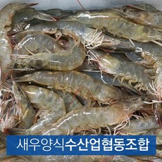 새우양식수협 국내산 흰다리새우 1kg 35~40미 왕새우 대하 급랭 냉동, 35~40미 1kg(냉동)