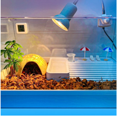  소라게 키우기 용품 온열등 소라게 쉘 도둑게 키우기 사육장 스마일 크랩, 대형 