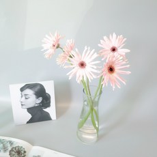 (셀프 꽃꽂이) 연핑크 파스타 거베라 생화, 5대