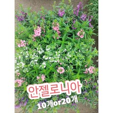 안젤로니아 TOP01