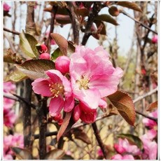 꽃사과나무(팅커벨)(R4전후 결실주 분)