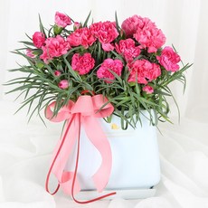 99플라워 (당일수령) 카네이션 화분 [ST-D735] 전국꽃배달서비스 어버이날 꽃 생화 꽃배달 스승의날 부모님 선생님 당일배송