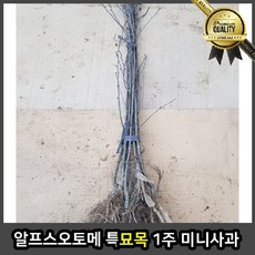 알프스오토메 묘목 특묘 목 1주 미니사과 유실수 조경수 사철