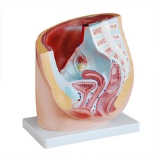 여자 자궁 만삭 과정 태아 인체 모형 의료 실습 분만, 331 남성 비뇨기 계통 19x17x38cm, 1개