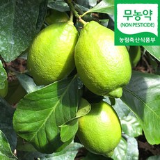 (자연마을) 무농약 제주 청레몬 그린레몬 1.4kg(7-14과) 2.5kg(11-23과), 무농약 제주 청레몬 1.4kg(7-14과), 1개