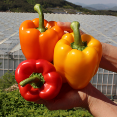 [싱싱냠냠] GAP인증 국내산 상급 파프리카, 1박스, 5kg(선물용/노랑)