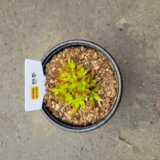 진주바위솔