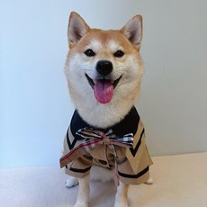 강아지버버리코트