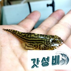 힐스트림 가오리 비파 (1마리), 1개
