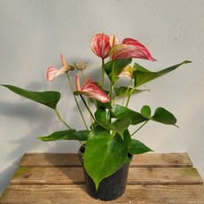 안스리움실버브러쉬