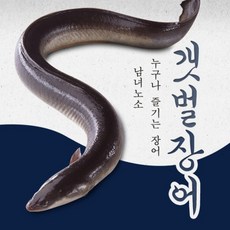 뚝방수산 강화도 갯벌장어 1kg 장어 생물 손질 후 700g~750g [원산지:국산(인천광역시 강화군)]