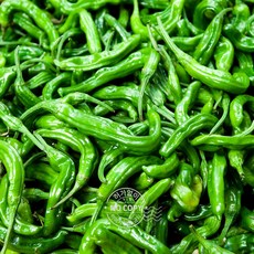 2022년산건고추가격