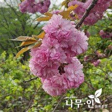 [나무인] 겹벚나무 개화주 지름2cm, 1개