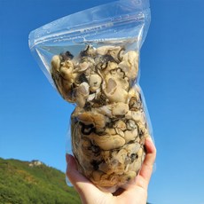 통영빛굴 생산자판매 통영굴 생굴 깐굴 1kg, 1개, 생굴 1kg