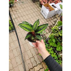30~50cm 119 칼라데아뷰티스타 중품