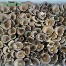 야채이야기 느타리버섯 2kg 박스(벌크), 1박스
