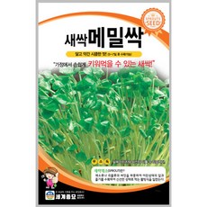 새싹 메밀싹 500g / 새싹 씨앗 종자 알뜰야채재배 야채재배