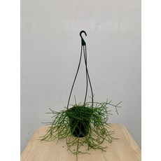 립살리스카스타