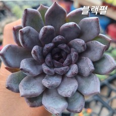 찐다육 예쁜 다육 38종, 26번- 블랙펄, 1개