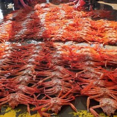 산지직송 죽도시장 홍게 3kg(8-12미), 단품