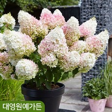 유럽목수국