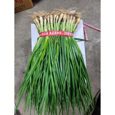 당일손질 흙쪽파 깐파 깐 쪽파 잔파 1단, 깐잔파 1단(1kg 내외), 1개