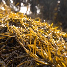 하라네 산지직송 완도산 제철 생톳, 1개, 2kg