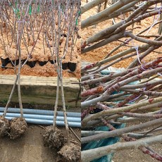 마가목 분달이 R2cm, 1개