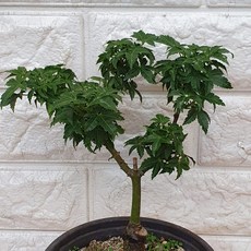 사자두단풍120, 1개