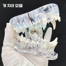 애완 동물 치아 모델 투명 애견 고양이 구강 구조 교육 이빨 수의학 모형 턱 교구 병원, 개 치아 모델, 개 치아 모델