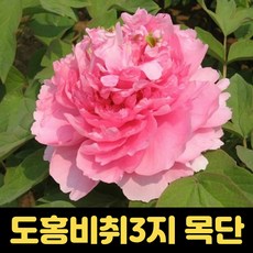 목단꽃묘목 도홍비취3지 정원수 겹꽃 개화, 1개