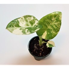 알로카시아마크로리자