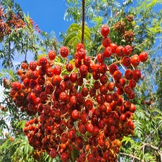 약용식물관리사